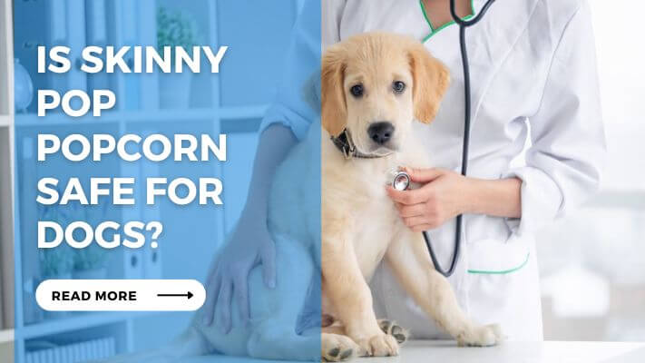 Is Skinny Pop Popcorn Safe for Dogs