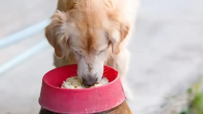 Can dogs eat sticky rice?