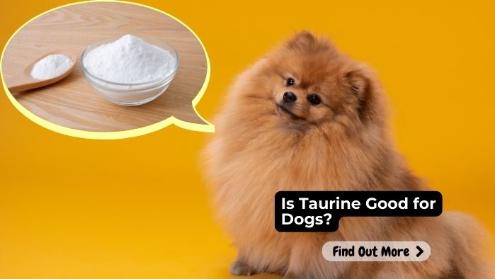 Is Taurine Good for Dogs