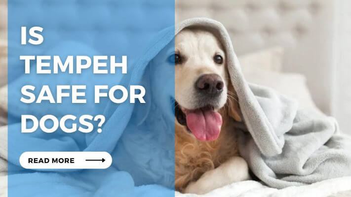 Is Tempeh Safe for Dogs