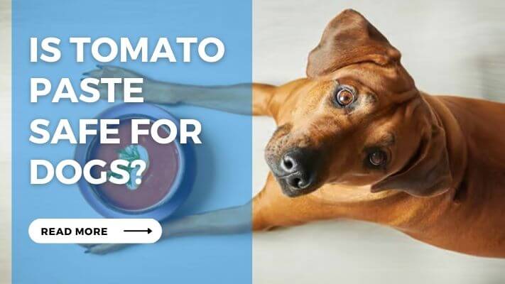 Is Tomato Paste Safe for Dogs