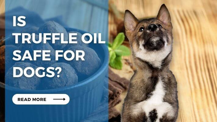 Is  Truffle Oil Safe for Dogs