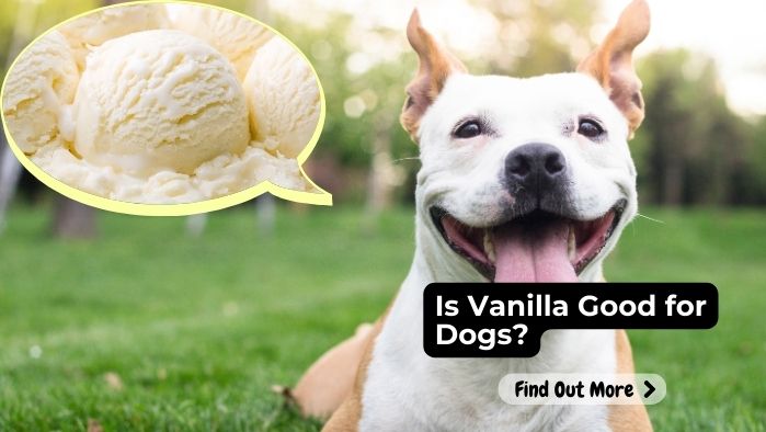 Is Vanilla Good for Dogs