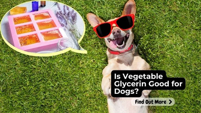 Is Vegetable Glycerin Good for Dogs