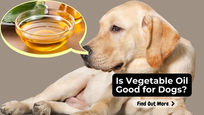 Is Vegetable Oil Good for Dogs