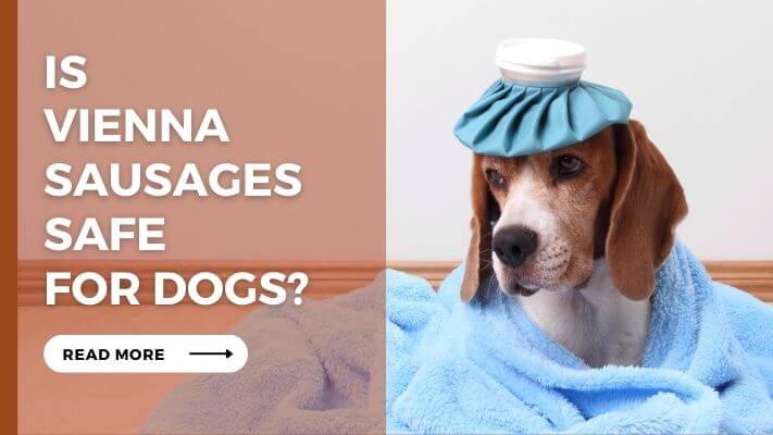 Is Vienna Sausages Safe For Dogs?