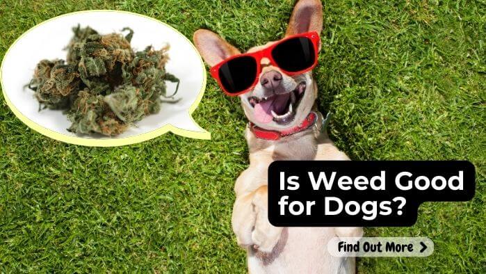 Is Weed Good for Dogs