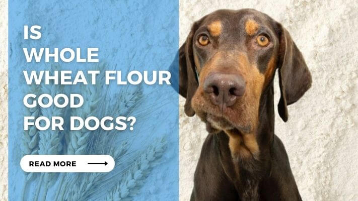 Is Whole Wheat Flour Good for Dog