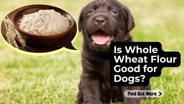 Is Whole Wheat Flour Good for Dogs