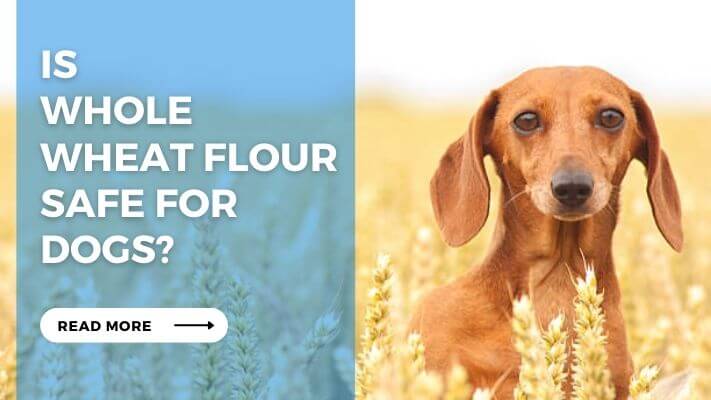 Is Whole Wheat Flour Safe For Dogs