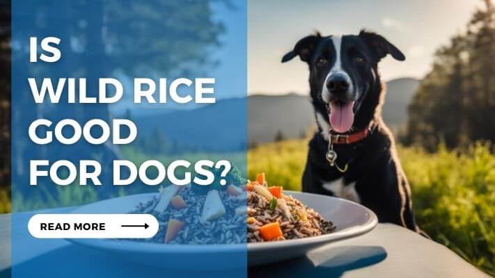 Is Wild Rice Good for Dog