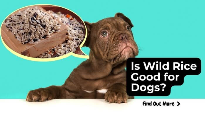 Is Wild Rice Good for Dogs