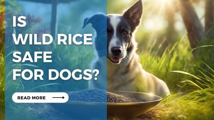 Is Wild Rice Safe For Dogs