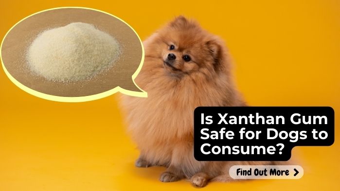 Is Xanthan Gum Safe for Dogs to Consume