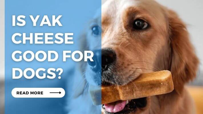 Is Yak Cheese Good for Dog