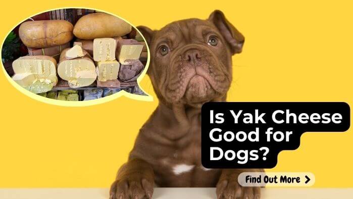 Is Yak Cheese Good for Dogs