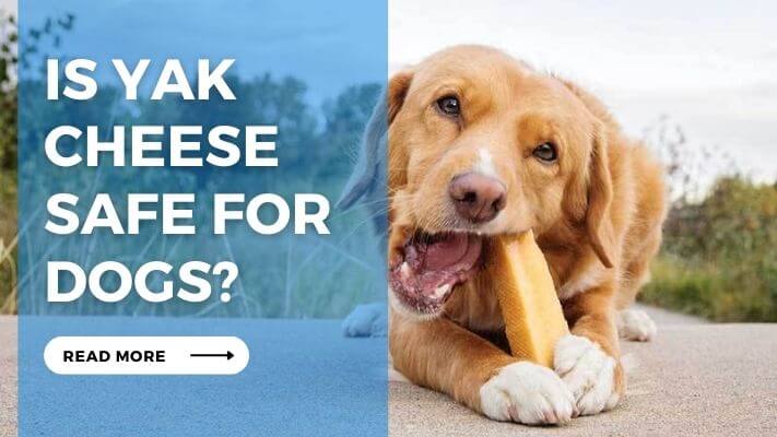 Is Yak Cheese Safe For Dogs