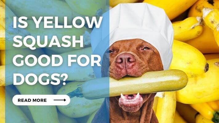 Is Yellow Squash Good for Dog