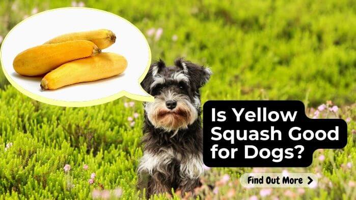 Is Yellow Squash Good for Dogs