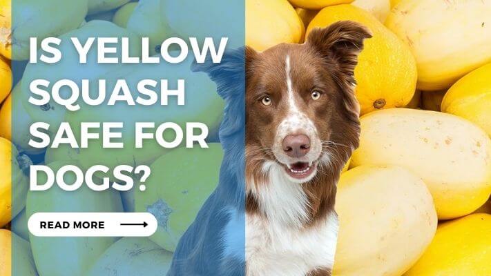 Is Yellow Squash Safe For Dogs