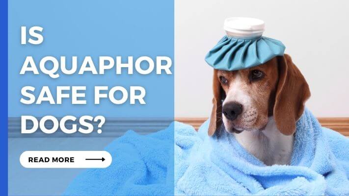 Is aquaphor Safe For Dogs