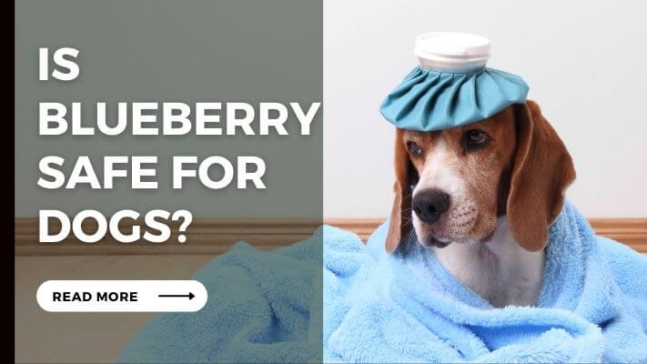 Is blueberry Safe for Dogs