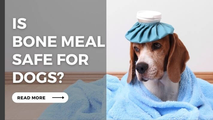 Is bone meal Safe for Dogs