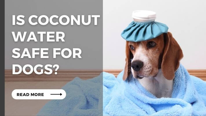 Is coconut water Safe for Dogs