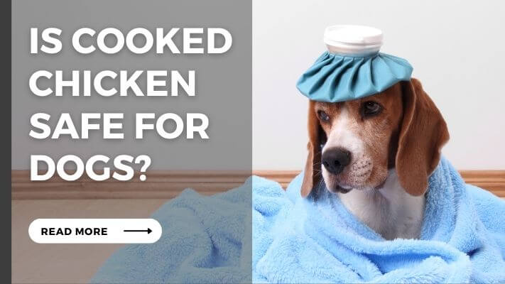 Is cooked chicken Safe for Dogs