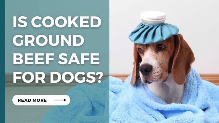 Is cooked ground beef Safe for Dogs