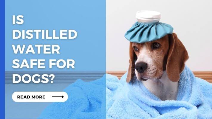 Is distilled water Safe for Dogs