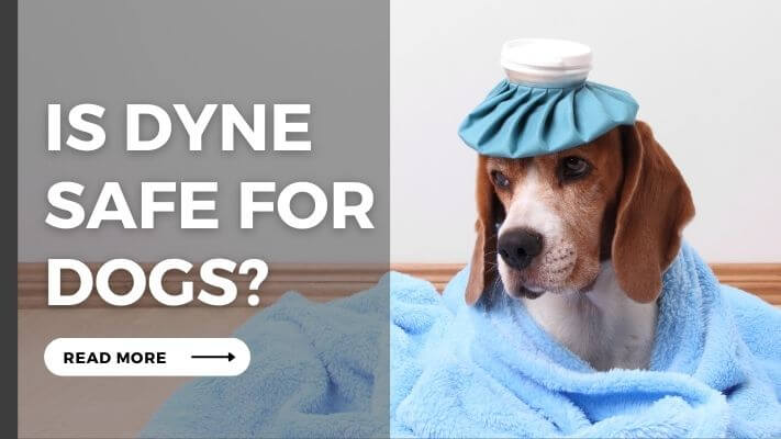 Is Dyne Safe For Dogs