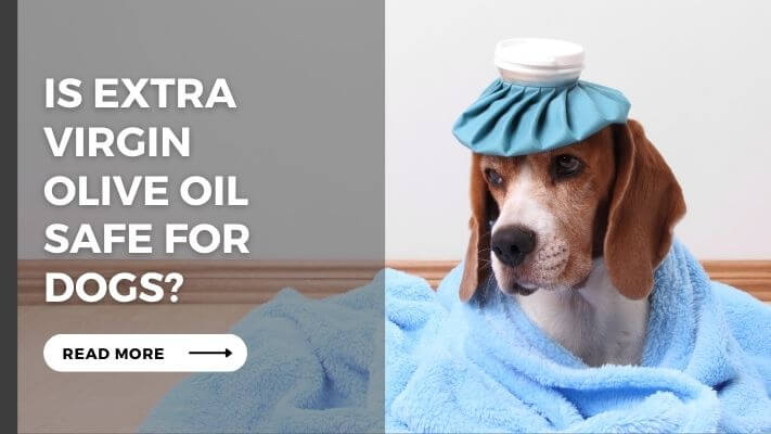 Is Extra Virgin Olive Oil Safe For Dogs