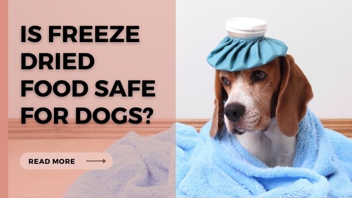 Is freeze dried food Safe for Dogs