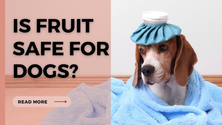 Is fruit Safe for Dogs