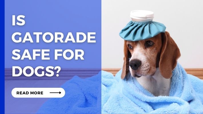 Is gatorade Safe for Dogs