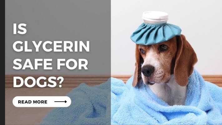 Is glycerin Safe For Dogs