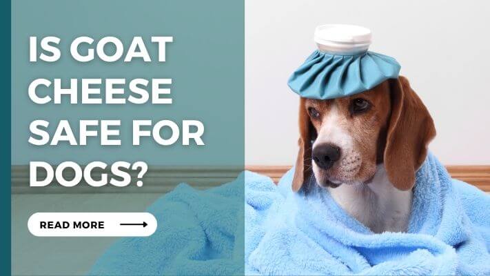 Is goat cheese Safe for Dogs