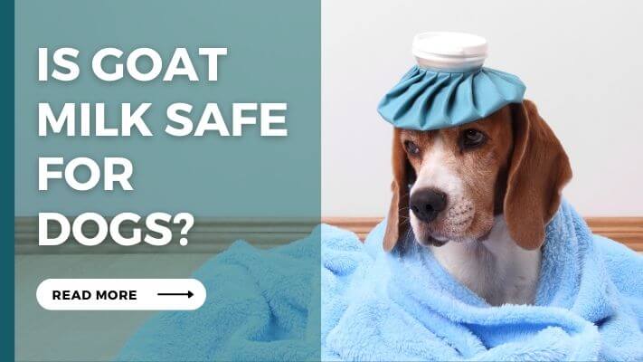 Is goat milk Safe for Dogs