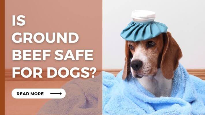 Is ground beef Safe For Dogs