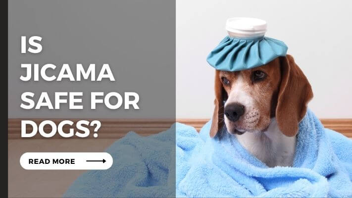 Is jicama Safe For Dogs