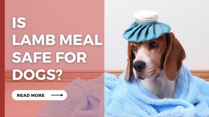 Is lamb meal Safe for Dogs