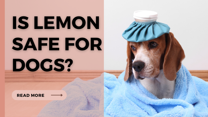 Is lemon Safe for Dogs