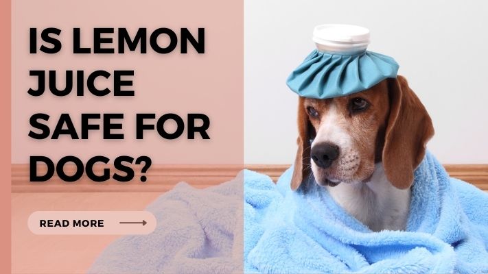 Is lemon juice Safe for Dogs