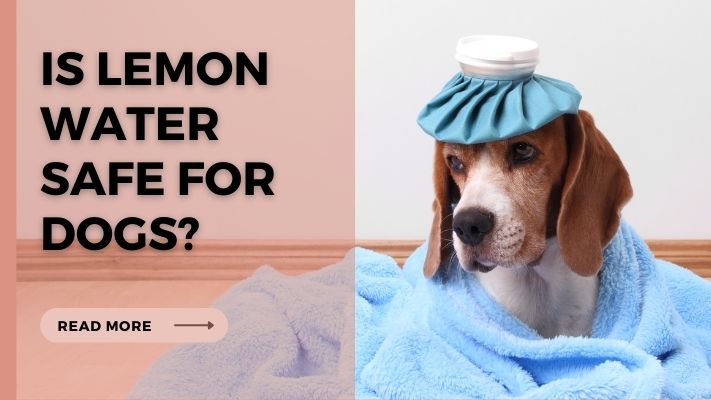 Is lemon water Safe for Dogs