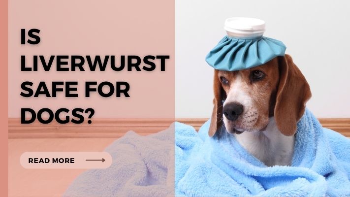 Is liverwurst Safe for Dogs