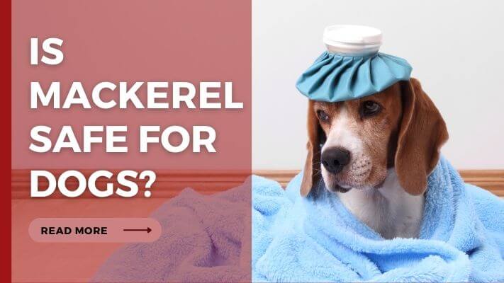 Is mackerel Safe for Dogs