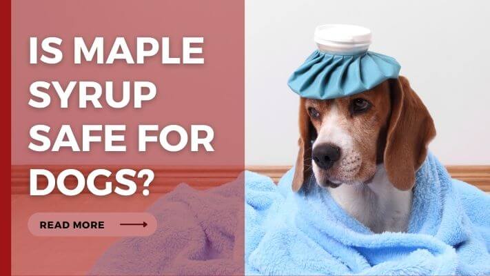 Is maple syrup Safe for Dogs