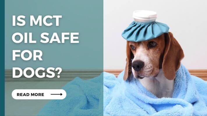 Is mct oil Safe for Dogs