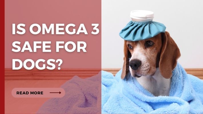 Is omega 3 Safe for Dogs